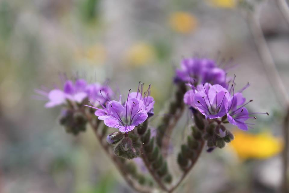 Desert wildflowers in bloom