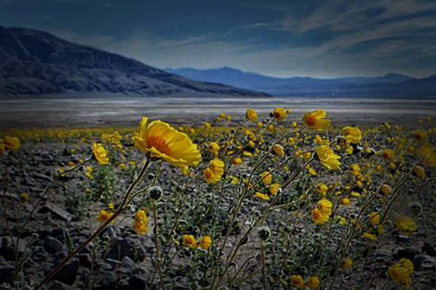 Death Valley wildflowers